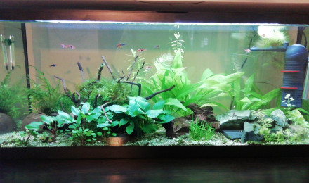 aquarium 100l