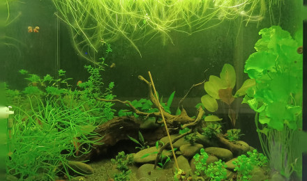 aquarium Black River