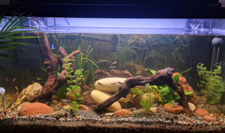aquarium Pesca Amazonia
