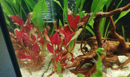 aquarium Juwel 125