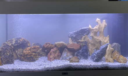 aquarium Cichlidés Malawi
