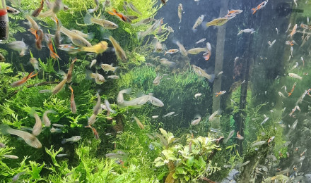 aquarium BAC GUPPYS  ET CREVETTES 100 L