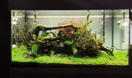 aquarium Nature scape