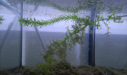 aquarium 214 Réserver pour Fundulopanchax gardneri Nsukka