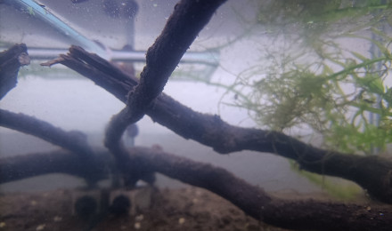 aquarium 212 Réserver pour Fundulopanchax scheeli