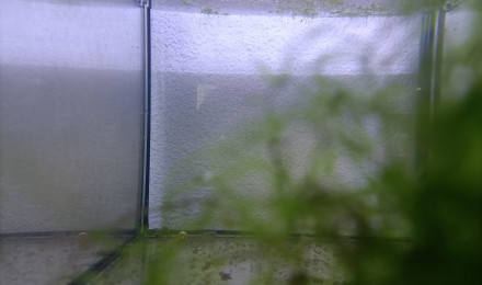 aquarium 224 05 Jeune Fundulopanchax scheeli