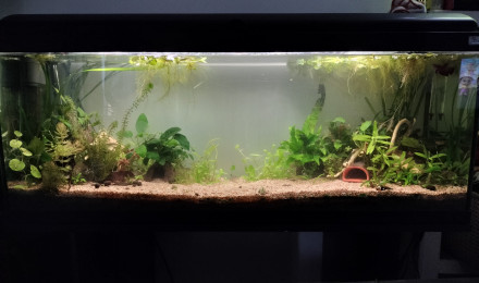 aquarium One piece