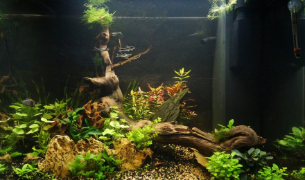 aquarium Sanctuaire