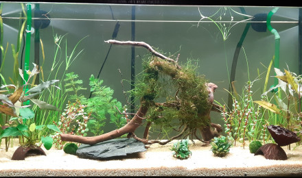 aquarium Asiatique 200l