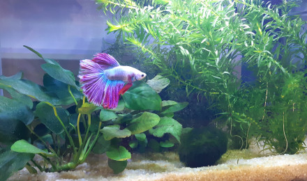 aquarium Betta 15l