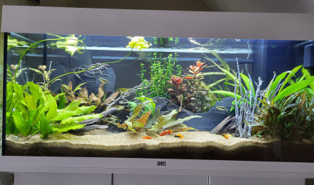 aquarium JUWEL RIO180