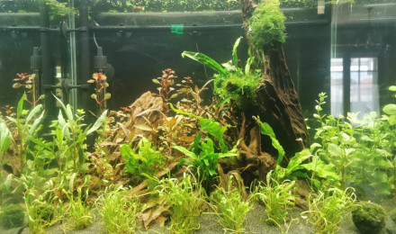 aquarium Asiabanc 108L