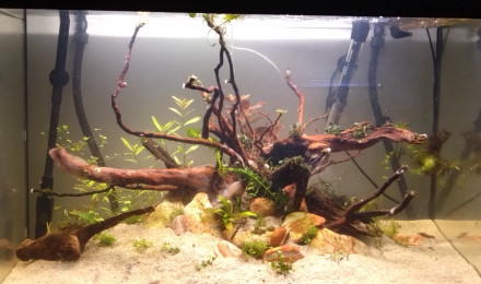 aquarium Communautaire