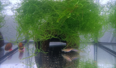 aquarium 223 01 Couple Fundulopanchax scheeli