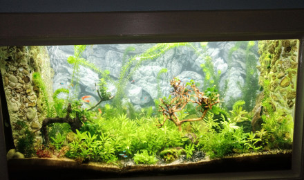 aquarium Crevettes bambou