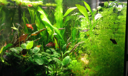 aquarium Premier bac