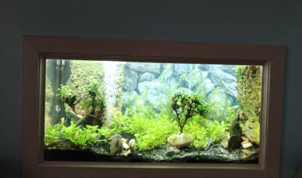 aquarium Encastré dans cloison 200l