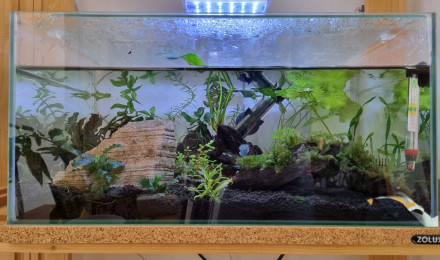aquarium Betta 20