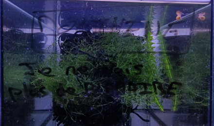 aquarium 344 Réserver pour Aphyosemion celiae celiae Teke CXC 21