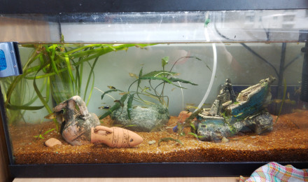 aquarium Aquarium 60L