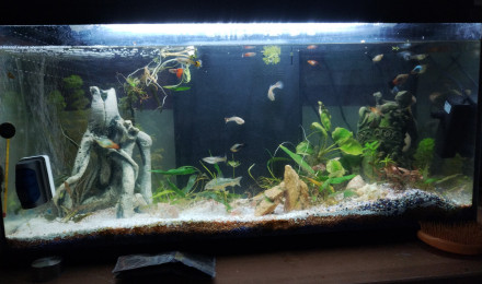 aquarium Aquarium 80l