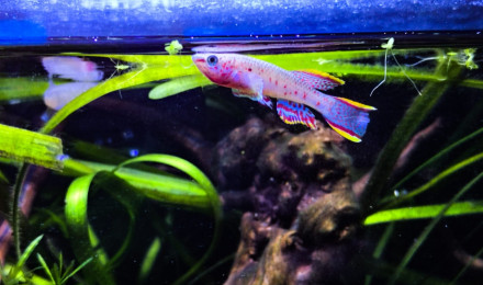 aquarium 432 06 Males Fundulopanchax nigerianus Innidere