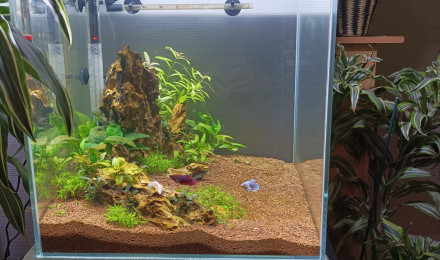 aquarium Combattantes girls