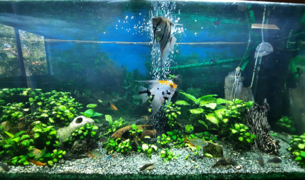 aquarium Tropicaux Juwel 340 L
