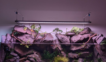 aquarium Shallow Garra