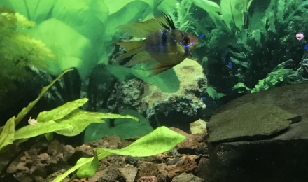 aquarium Mix  indo-amazonien