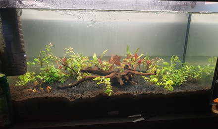 aquarium Aquarium