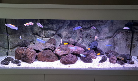 aquarium 600 L Malawi Mbunas