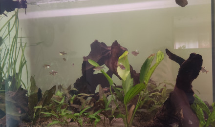 aquarium Amazone