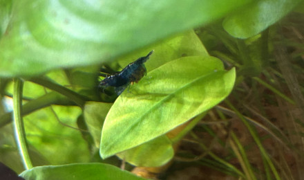 aquarium Blue velvet