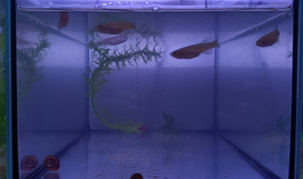 aquarium 422 05 Femelles Fundulopanchax nigerianus innidere