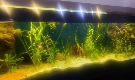 aquarium 560 litres