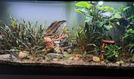 aquarium Amazonien