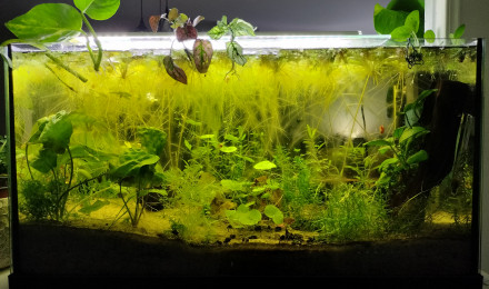 aquarium Maison