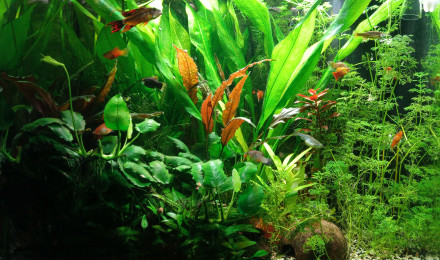 aquarium Premier bac
