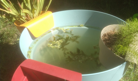 aquarium Poubellarium jardin