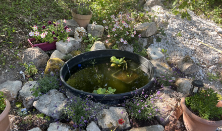 aquarium Bassin