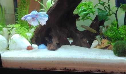 aquarium Aqua de Mune