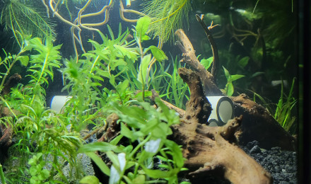 aquarium LowTech