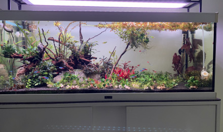 aquarium 160 litres