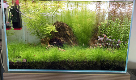 aquarium Caridina tank