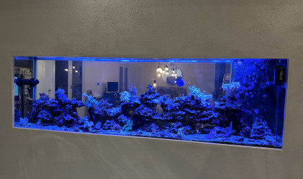 aquarium Aquarium Maison