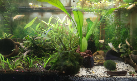 aquarium Bac Guppys - Nano 58 L