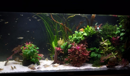 aquarium COMMUNAUTAIRE
