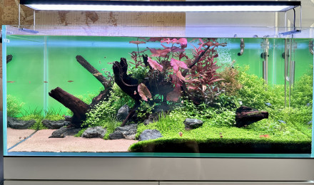 aquarium 300L