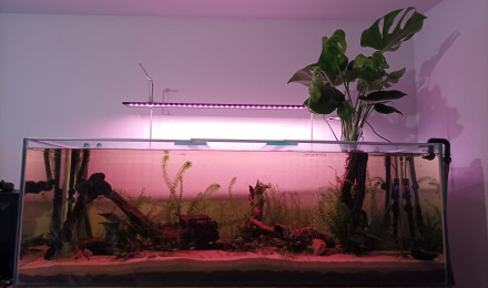 aquarium 500L
